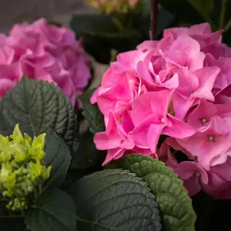 Double With Old Town View * 두브로브니크