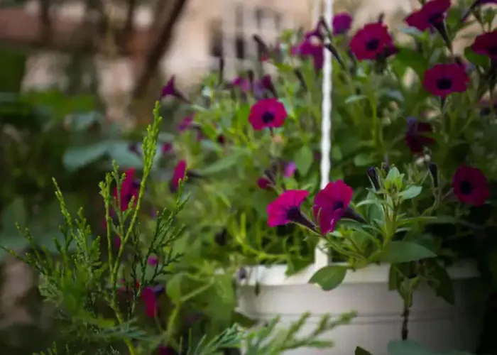 Double With Old Town View