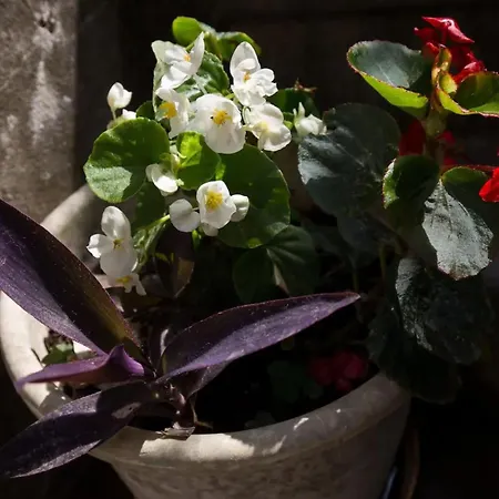 Double With Old Town View *